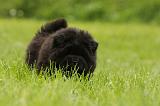 CHOW CHOW 548